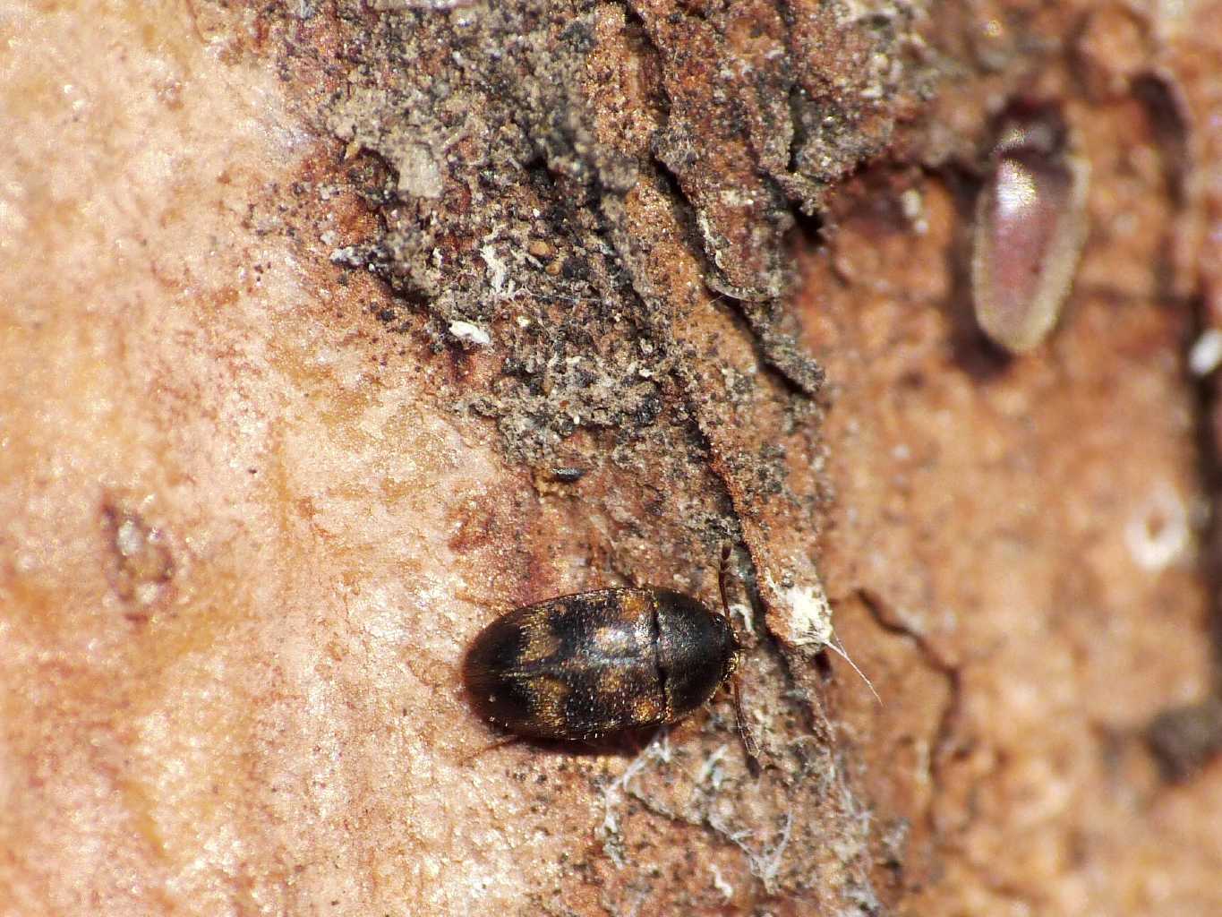 Coleotterino pezzato: Mycetophagidae, Litargus sp.